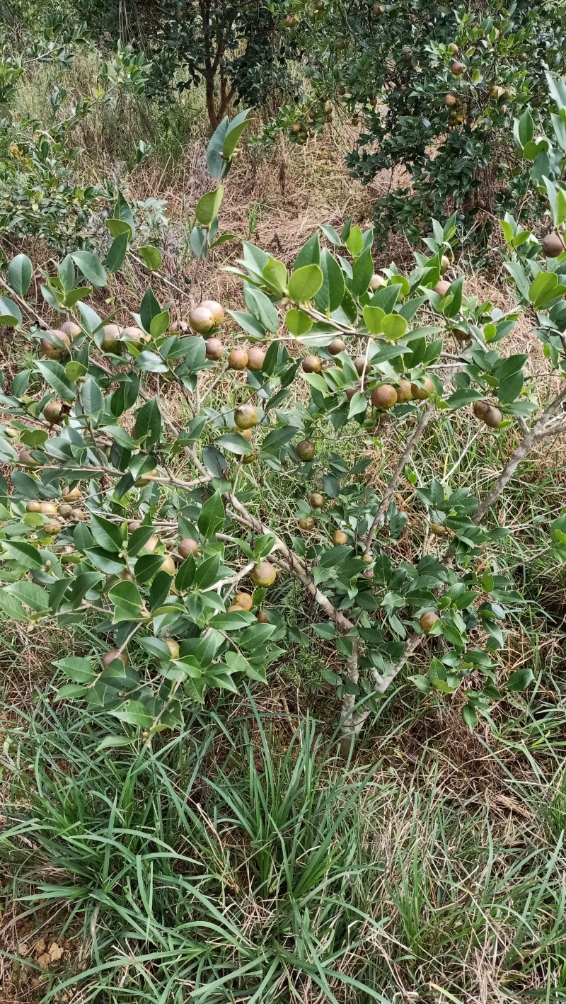 油茶籽