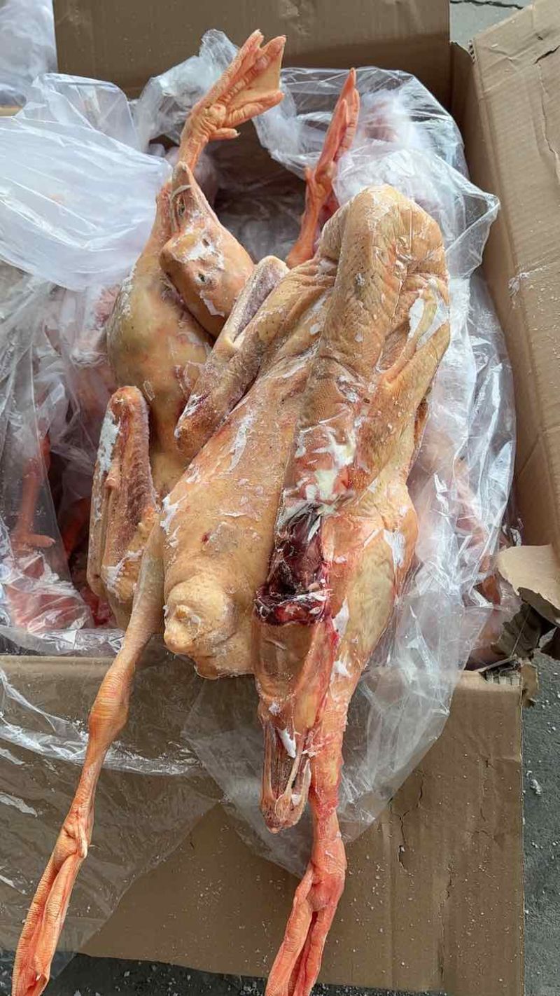 大鹅东北大鹅东北散养大鹅