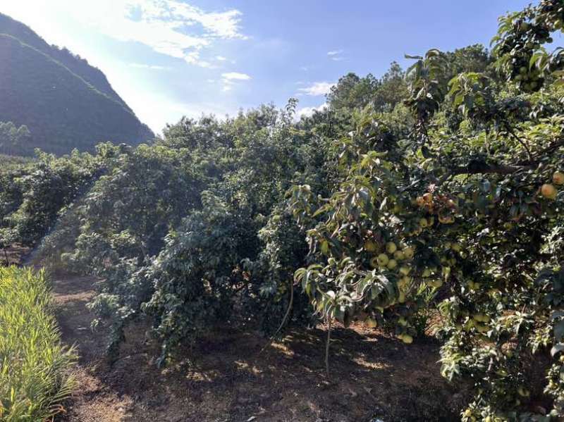 广西青皮山楂果供应