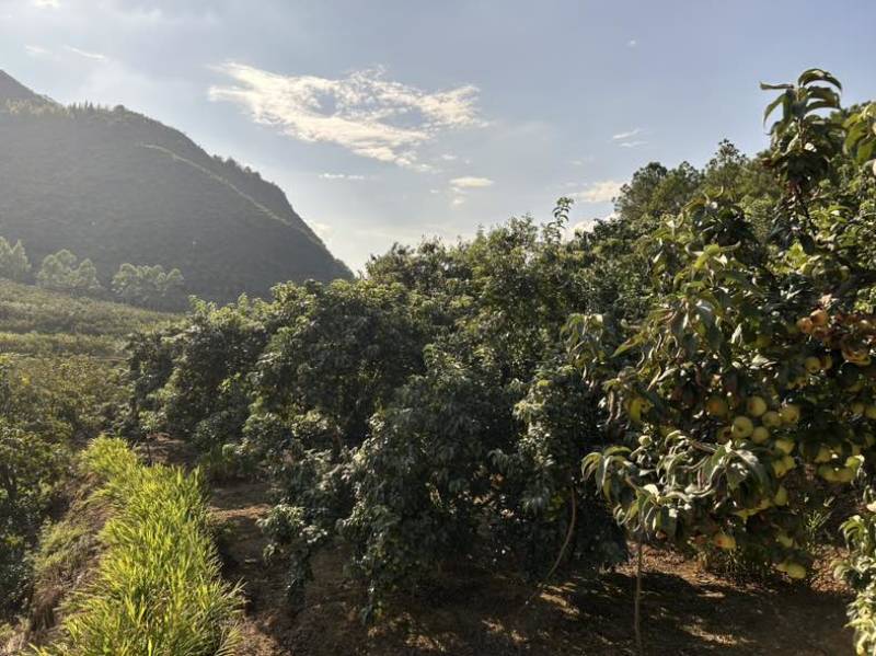 广西青皮山楂果供应
