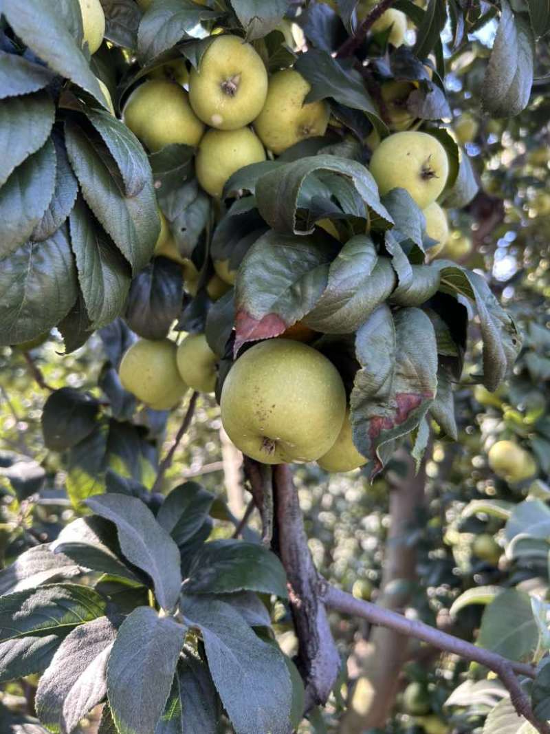 广西青皮山楂果供应