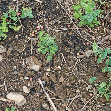 贵州生态蔬菜豌豆尖