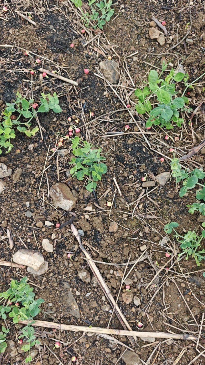 贵州生态蔬菜豌豆尖