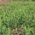 贵州生态蔬菜豌豆尖