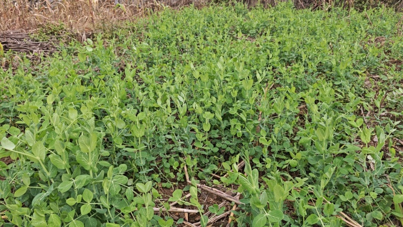 贵州生态蔬菜豌豆尖