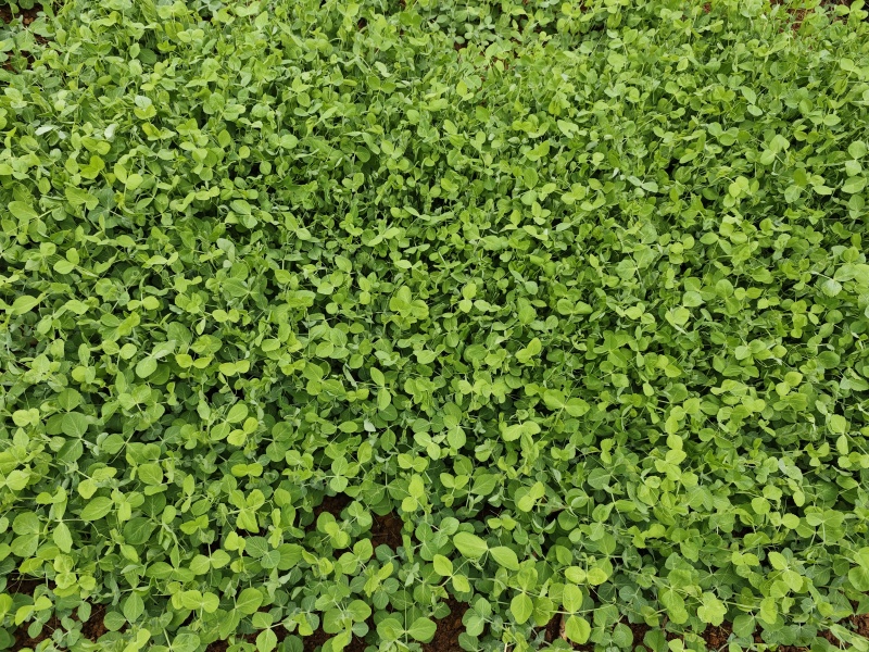 贵州生态蔬菜豌豆尖