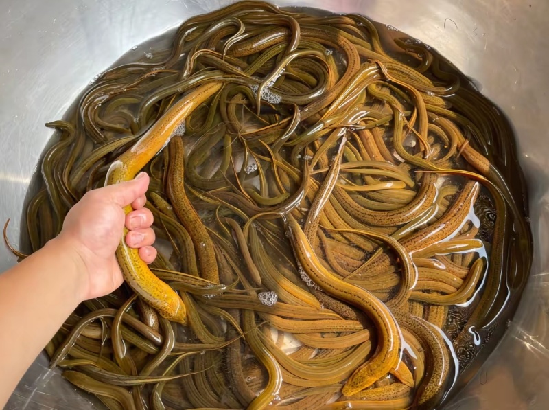 纯种乡下土黄鳝