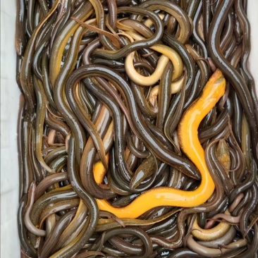 纯种乡下土黄鳝