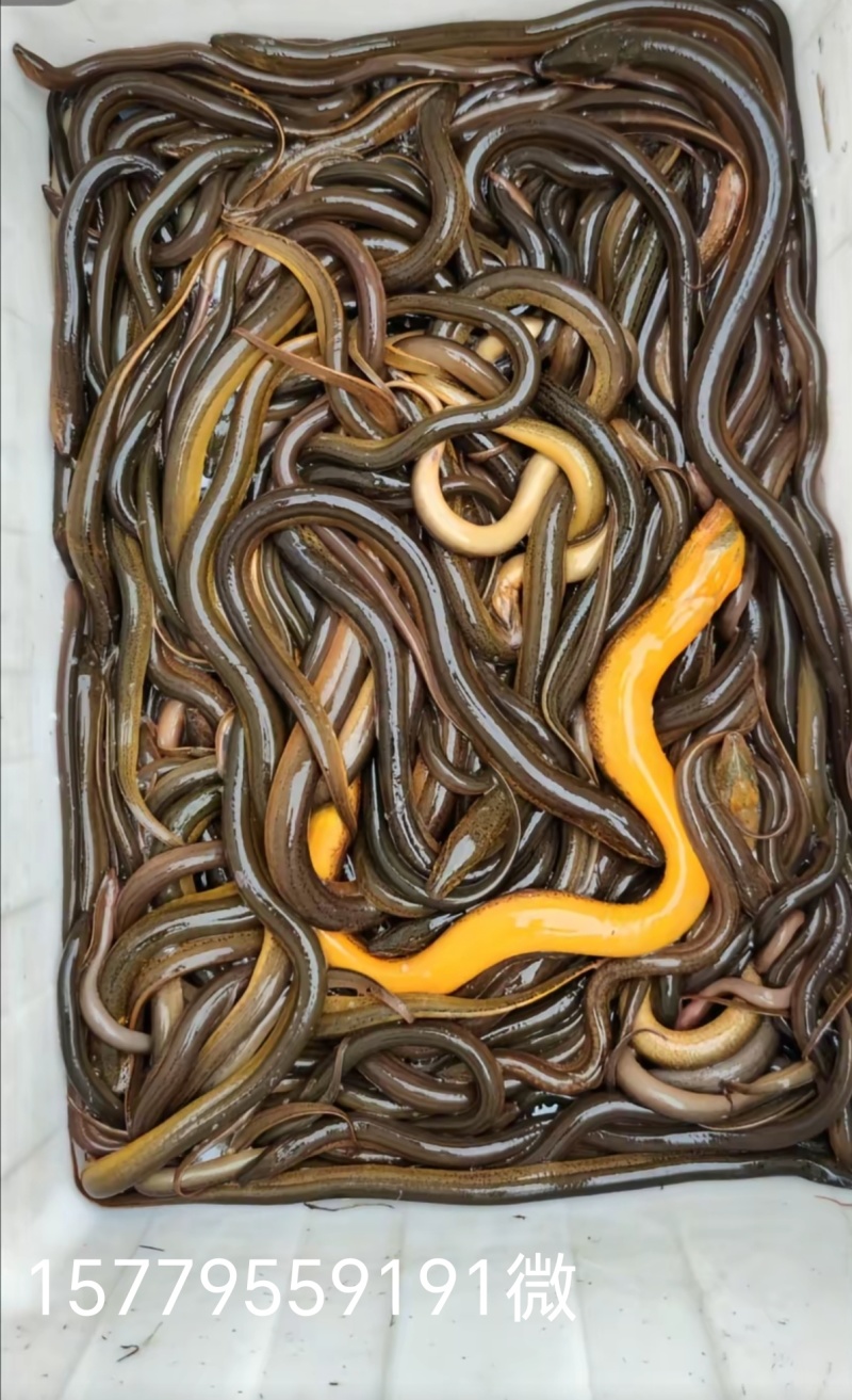 纯种乡下土黄鳝