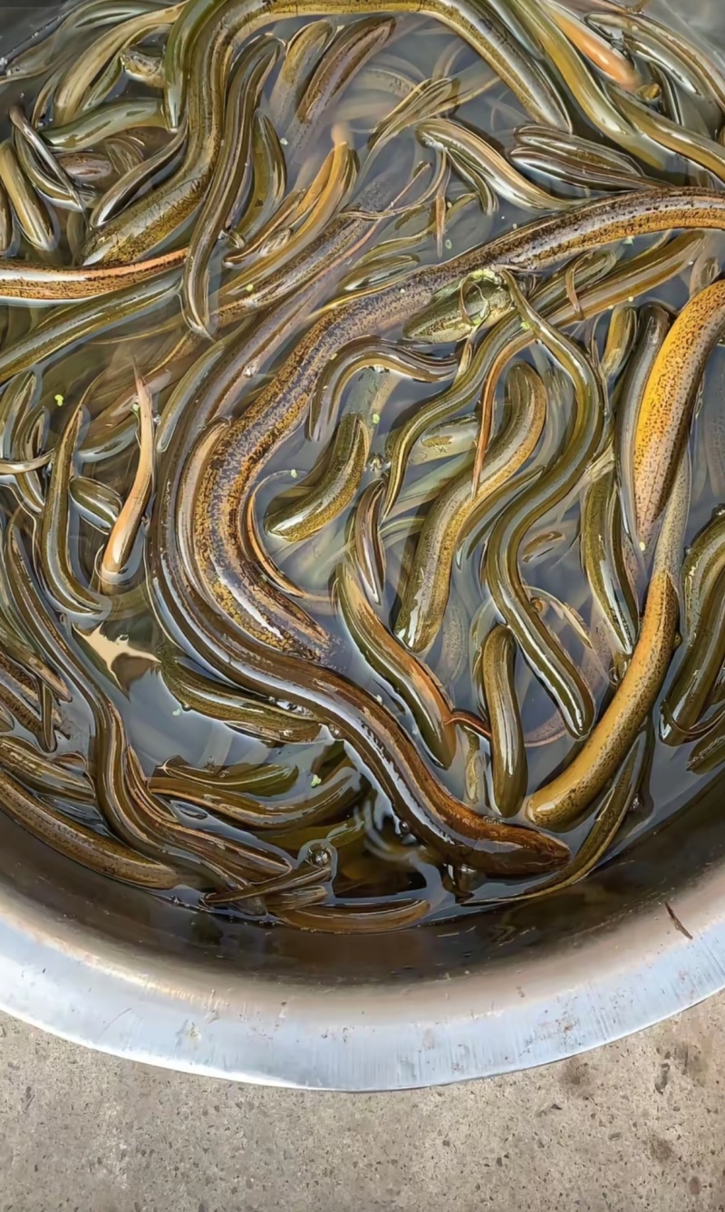纯种乡下土黄鳝
