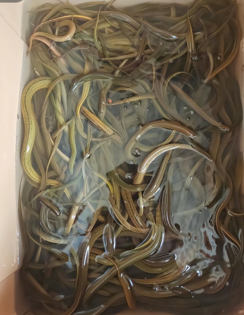 纯种乡下土黄鳝