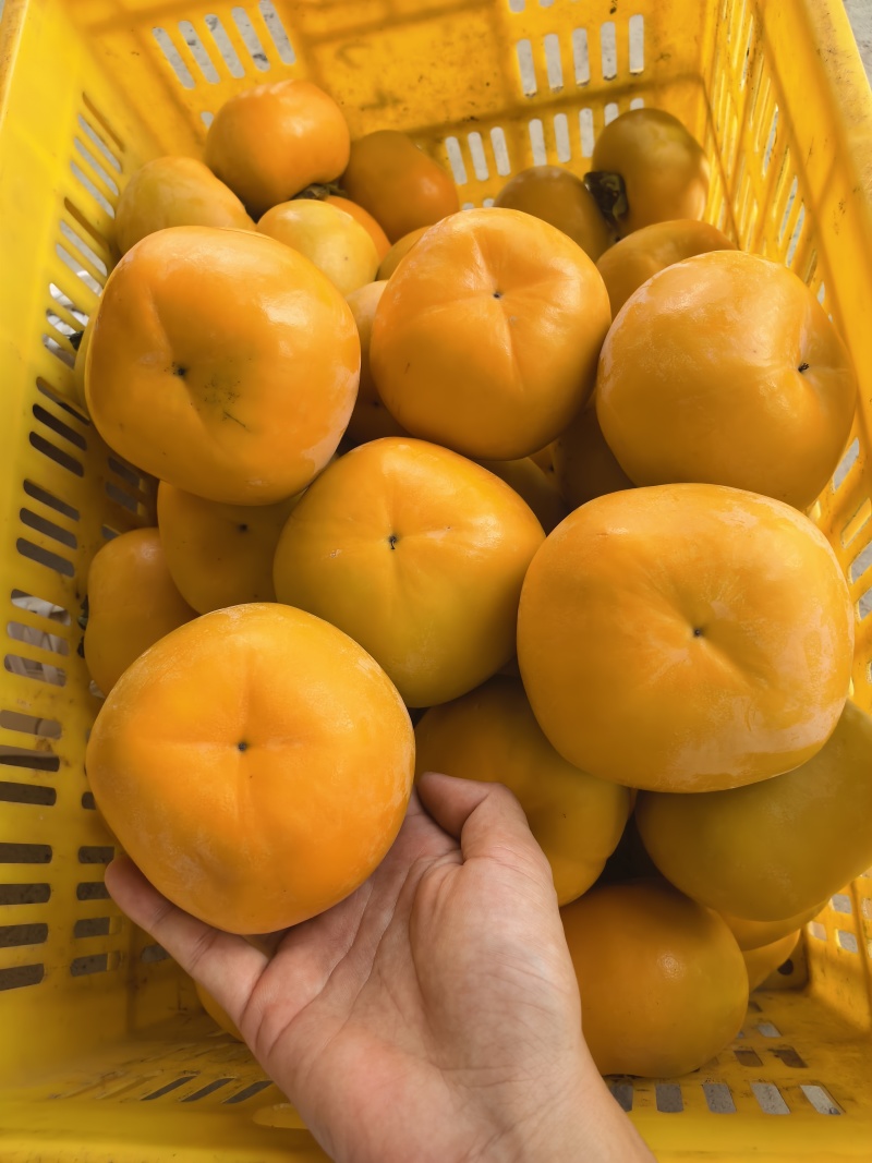 广西恭城精品脆柿