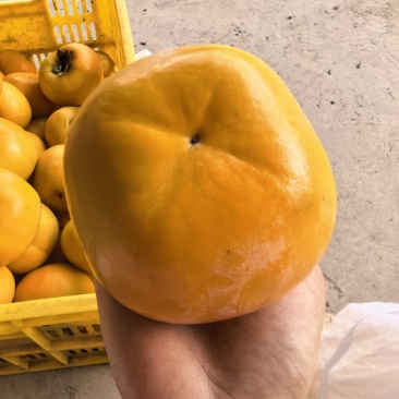 广西恭城精品脆柿