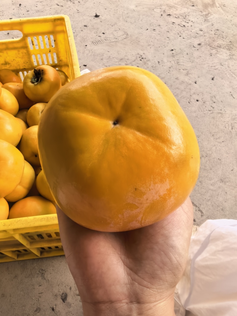 广西恭城精品脆柿