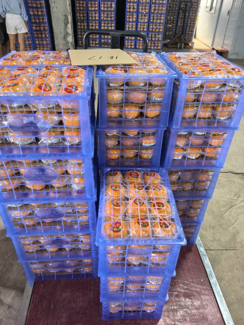 广西恭城精品脆柿