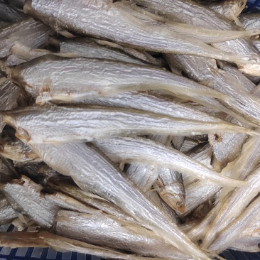 凤尾鱼