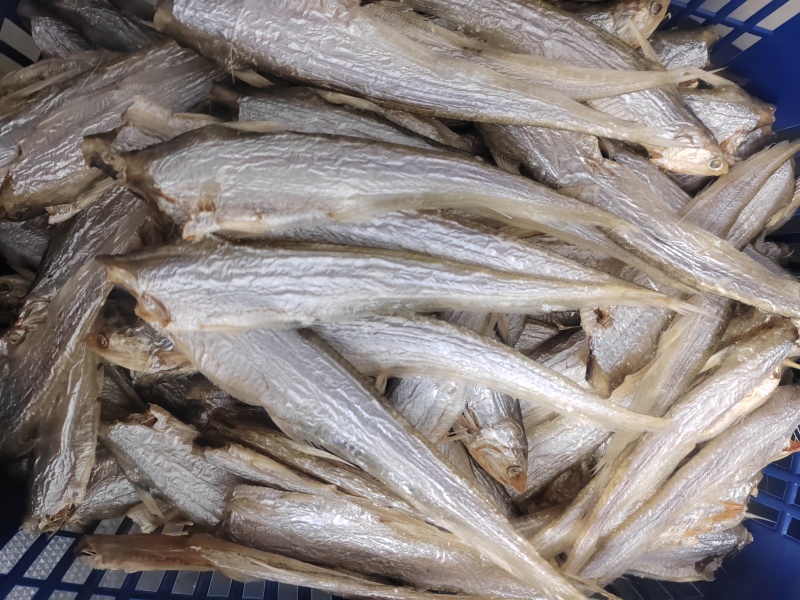 凤尾鱼