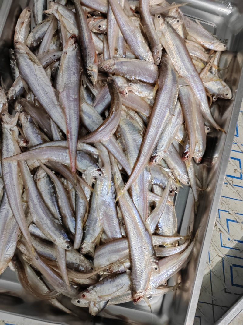 凤尾鱼