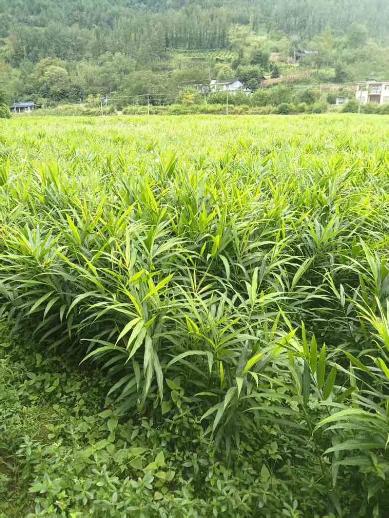 凤头姜，懂的来