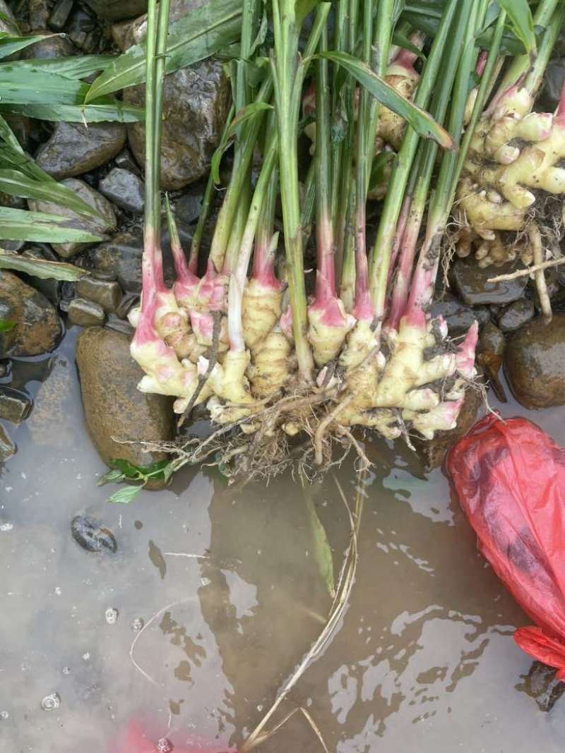凤头姜，懂的来