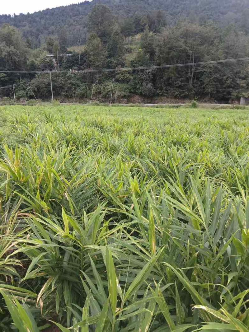 凤头姜，懂的来