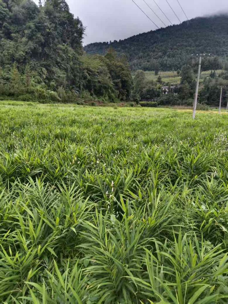 凤头姜，懂的来