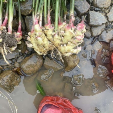 凤头姜，懂的来