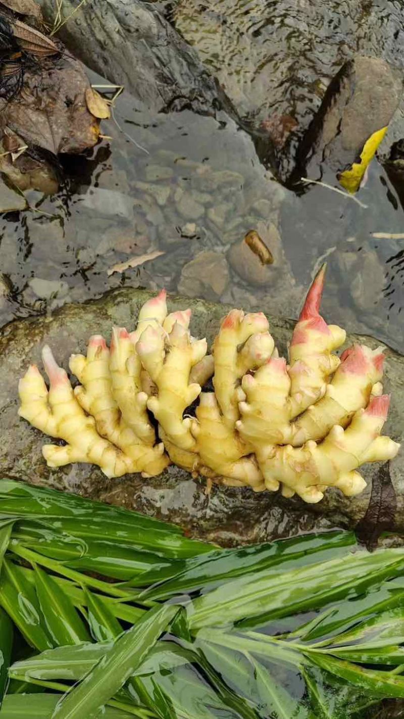 凤头姜，懂的来