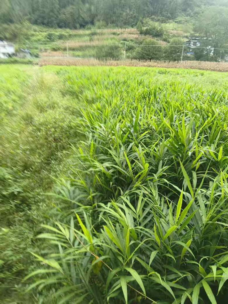 凤头姜，懂的来