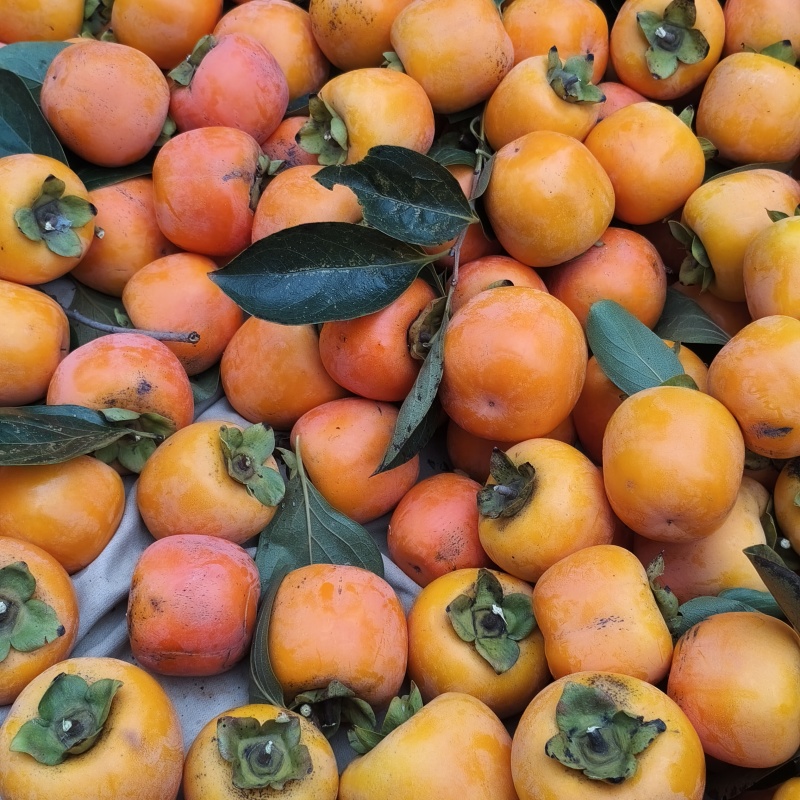 大红袍甜柿子