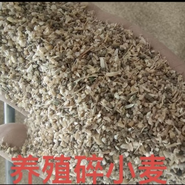 碎小麦供应
