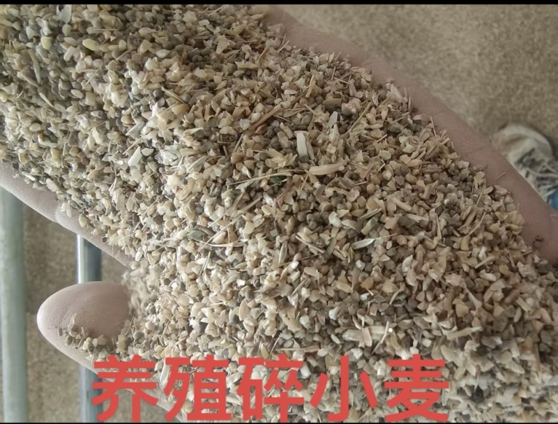 碎小麦供应