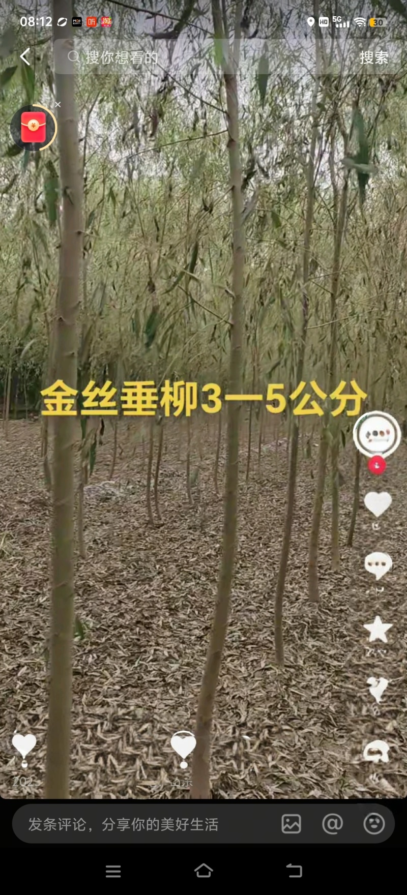 金丝垂柳嫁接垂柳黄金柳竹柳馒头柳等各种品种规格的绿化苗