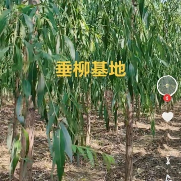 金丝垂柳嫁接垂柳黄金柳竹柳馒头柳等各种品种规格的绿化苗