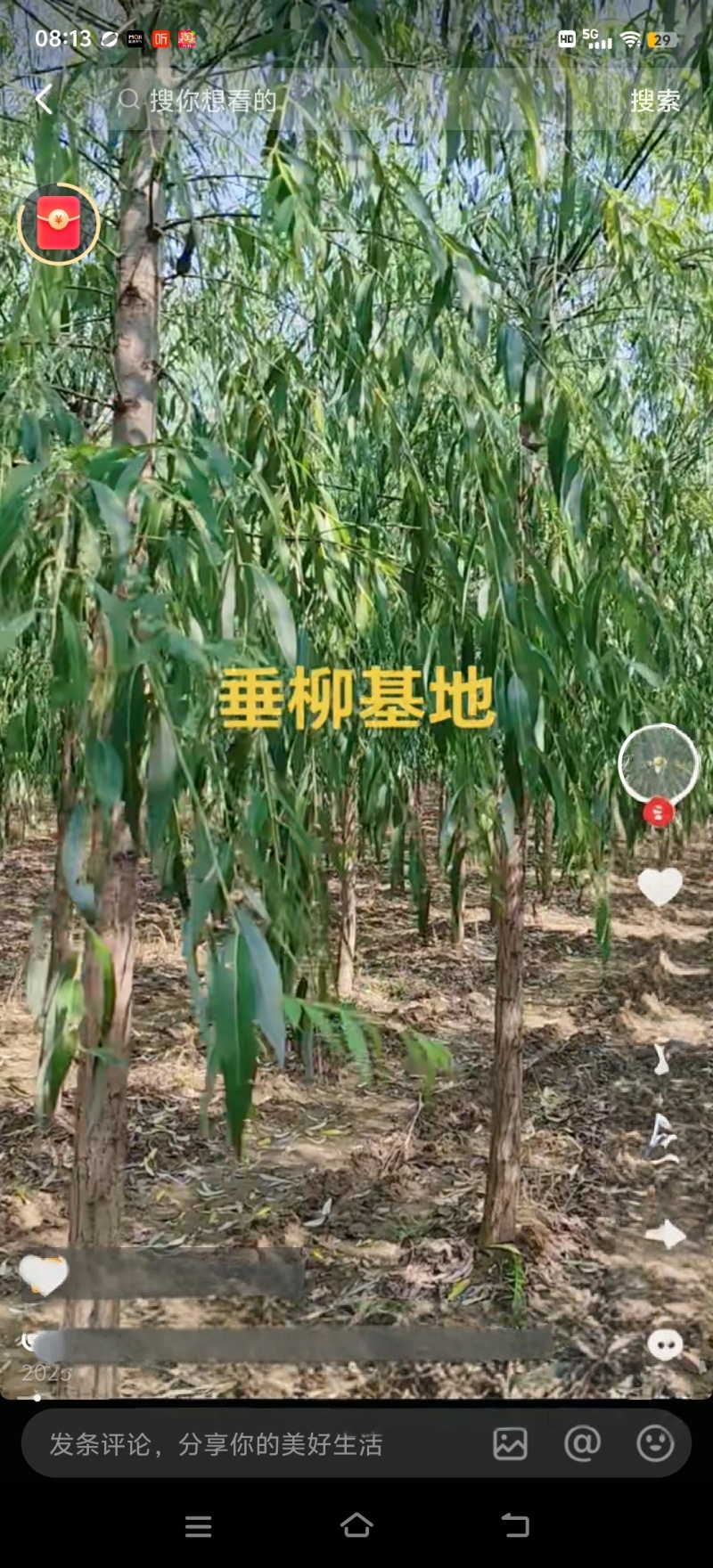 金丝垂柳嫁接垂柳黄金柳竹柳馒头柳等各种品种规格的绿化苗