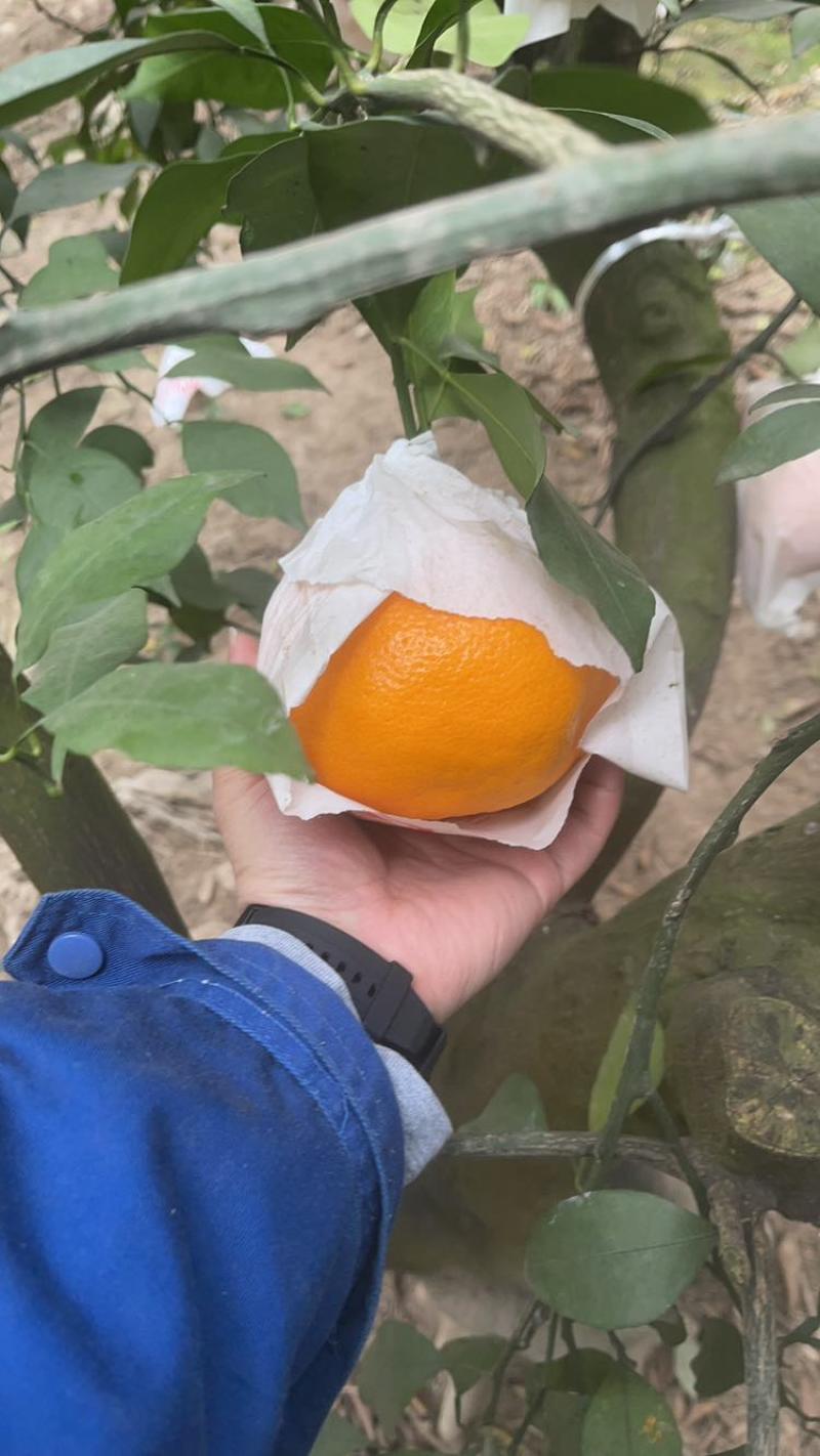 蒲江县粑粑柑