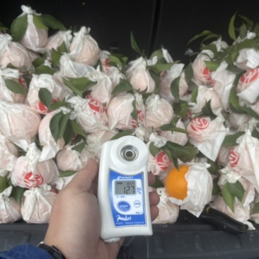 蒲江县粑粑柑