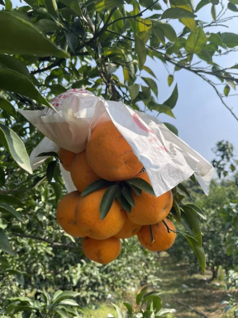 蒲江县粑粑柑