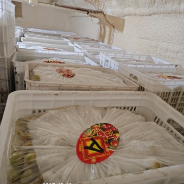 冷库冬枣直口拐一拐二出货有要的老板说话