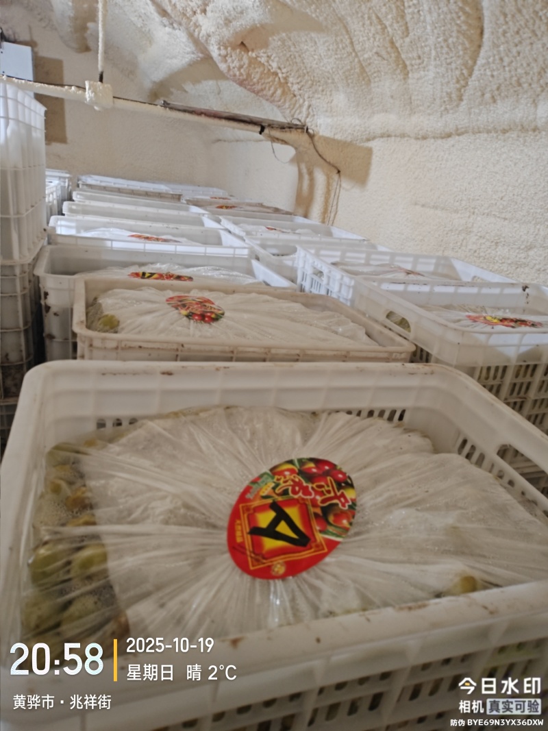 冷库冬枣直口拐一拐二出货有要的老板说话