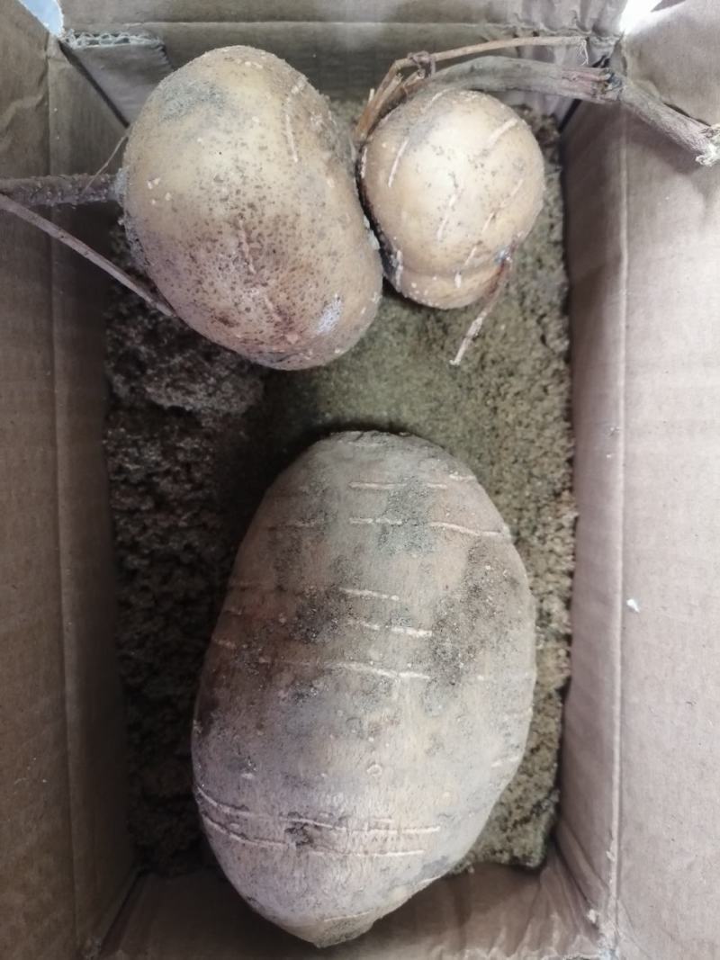 罗汉参