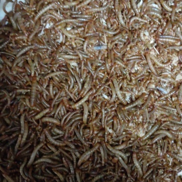 黄粉虫