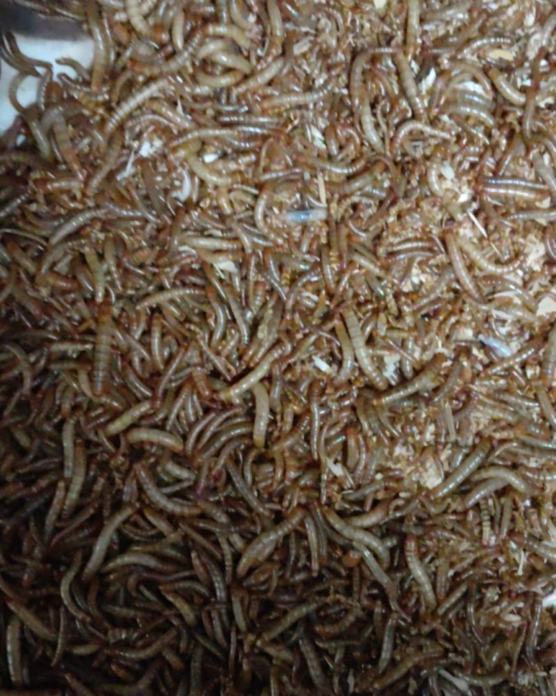 黄粉虫
