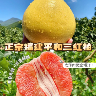平和五寨乡三红柚，