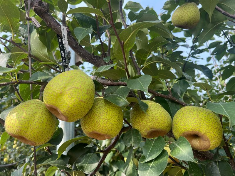 正宗莱阳梨