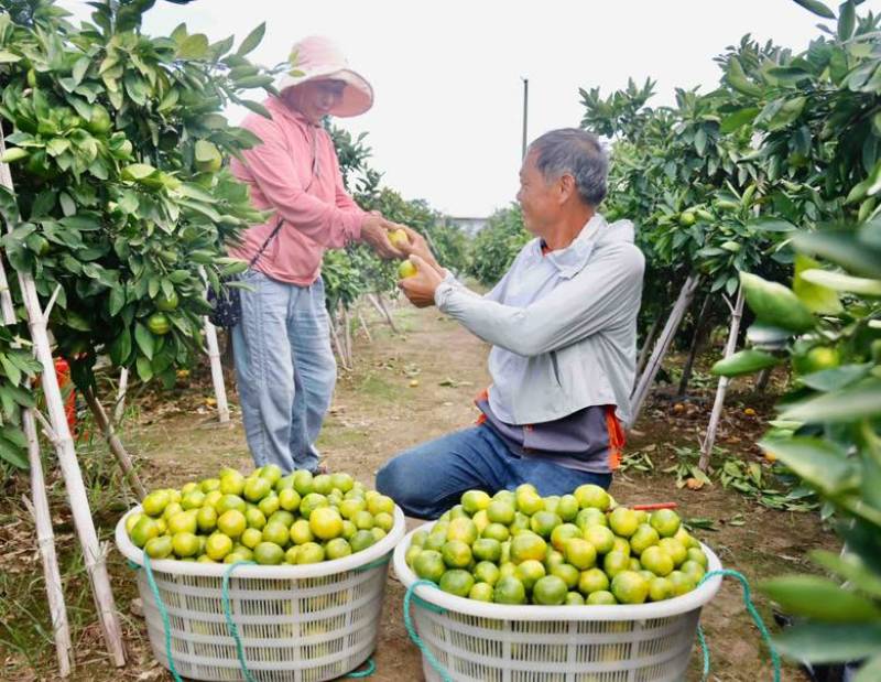 北仑春晓蜜橘
