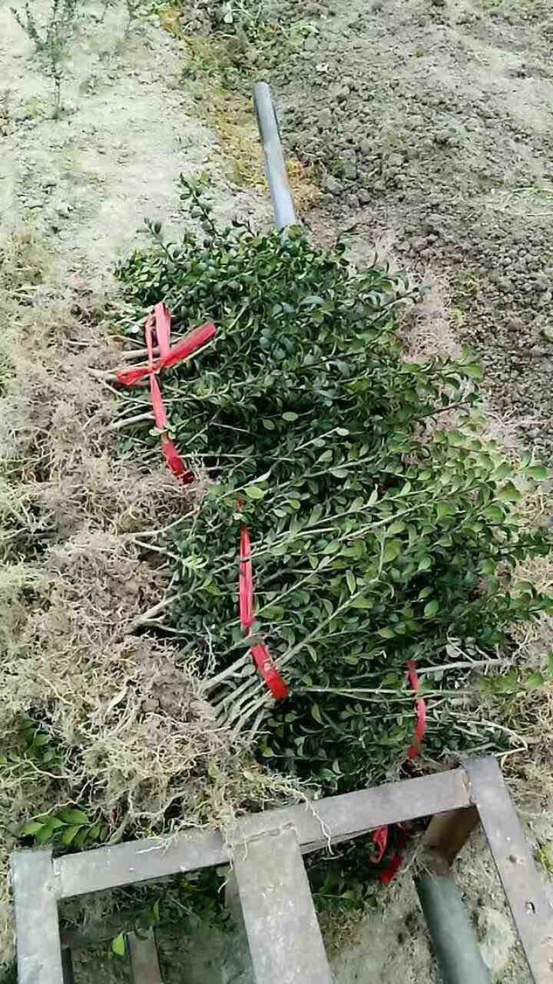 湖南怀化龟甲冬青，裸根苗