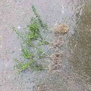 湖南怀化龟甲冬青，裸根苗