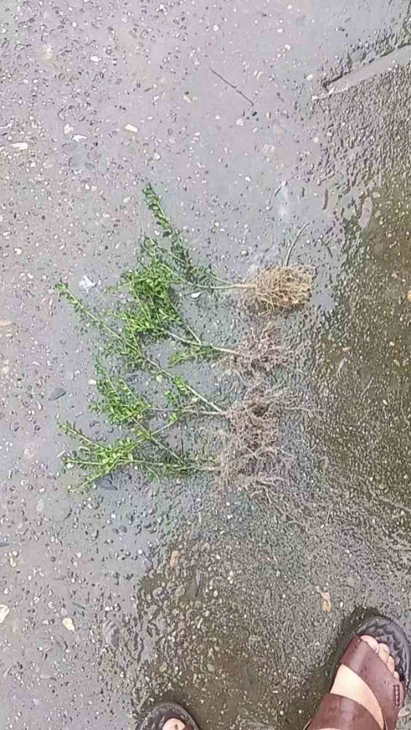 湖南怀化龟甲冬青，裸根苗