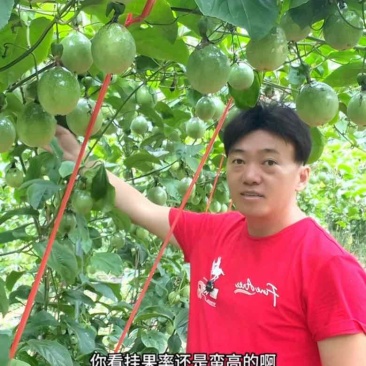 广西靖西百香果